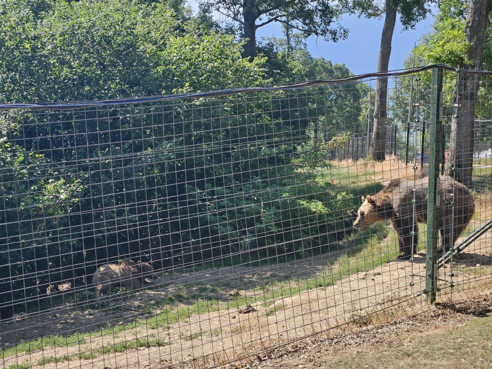 Bears of the Sanctuary