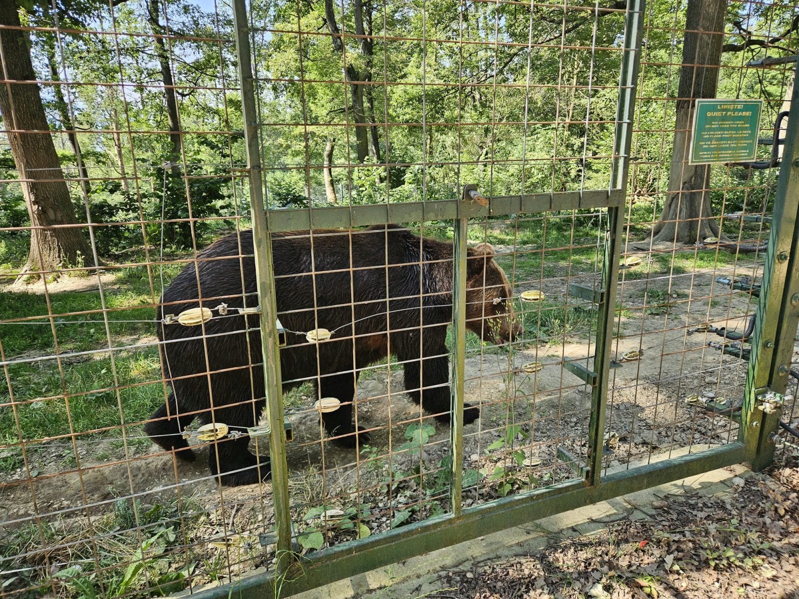 Big Bear