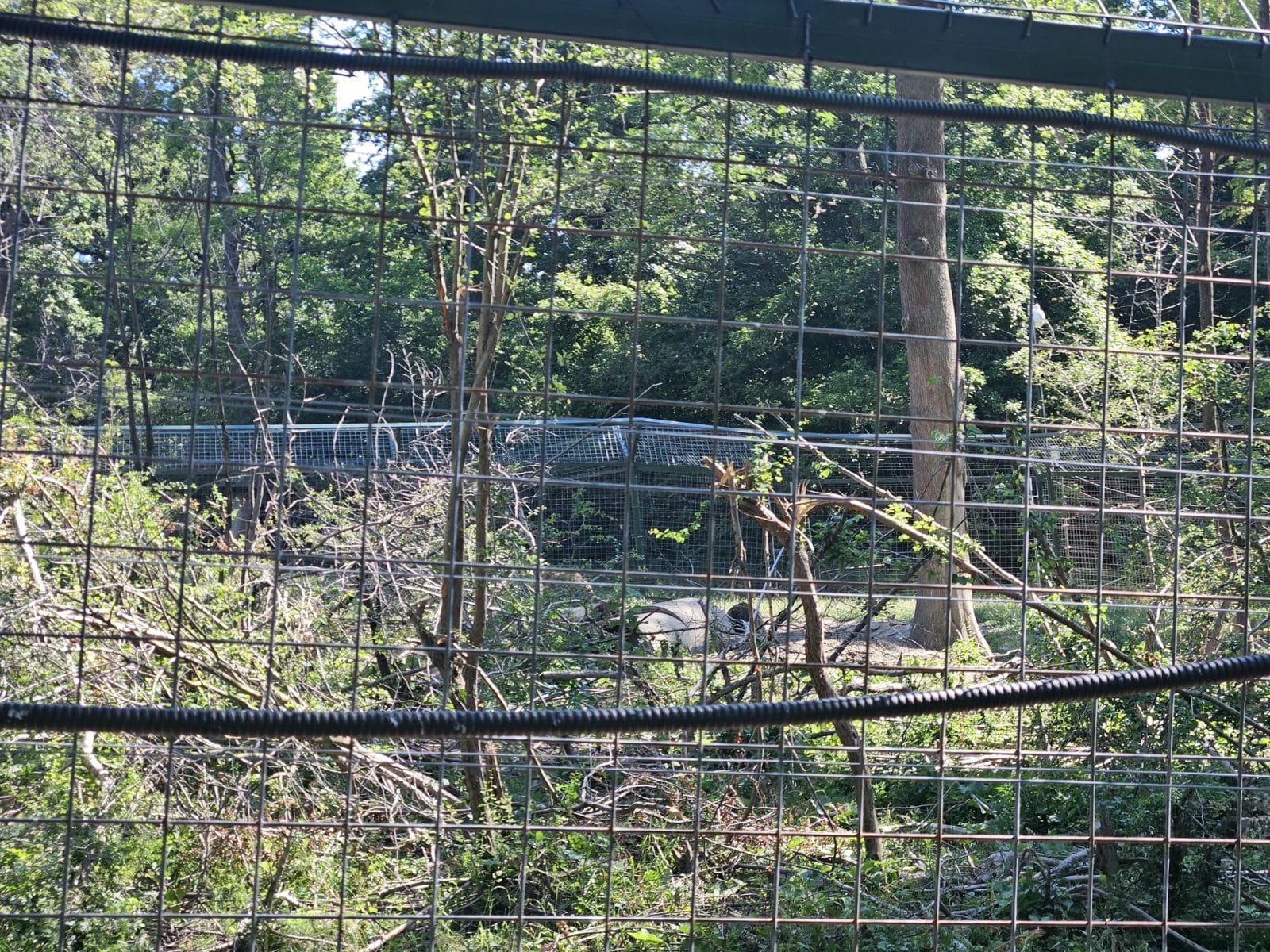 Cubs Damage