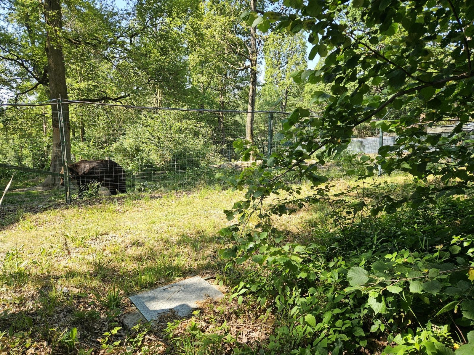 Max At Bear Sanctuary