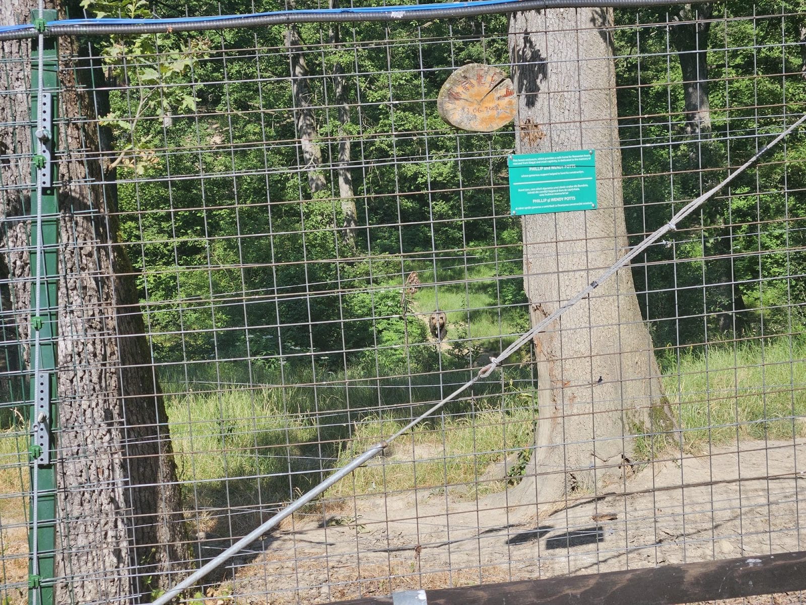 Roaming Free 1st Bear Sighted