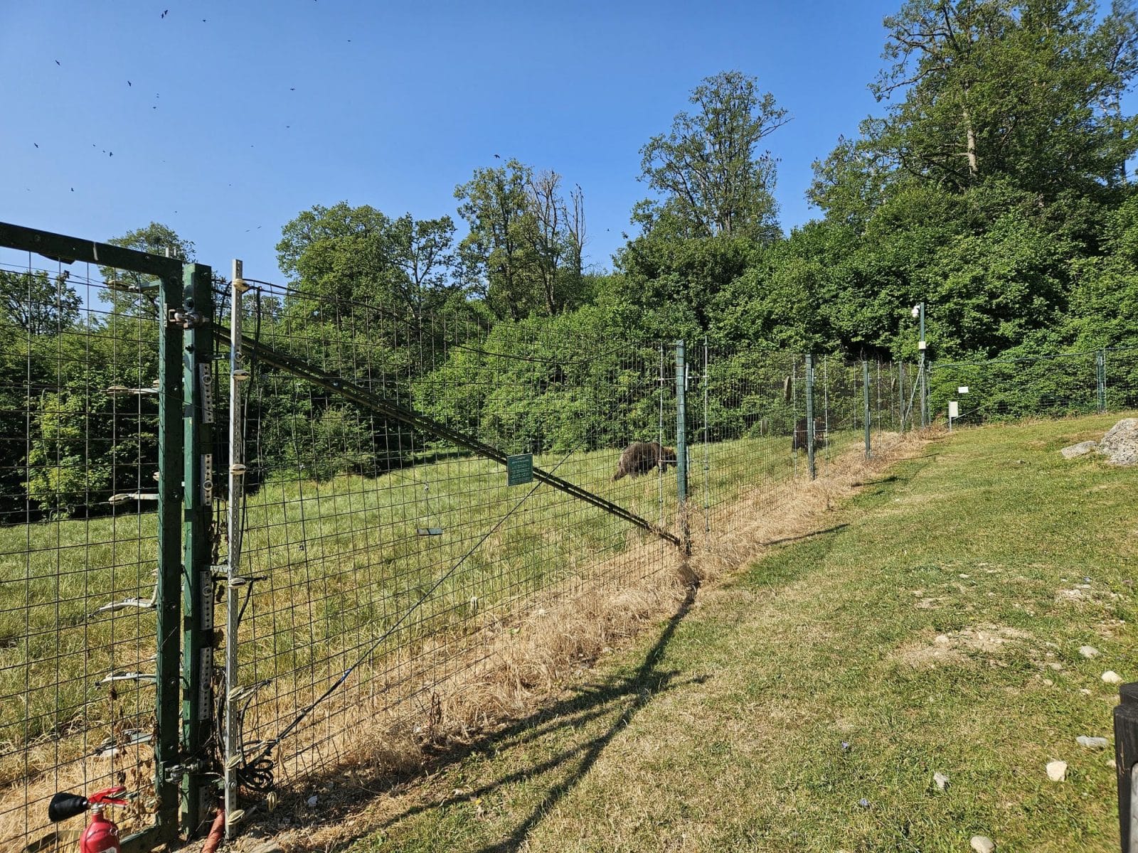 Sanctuary Bears