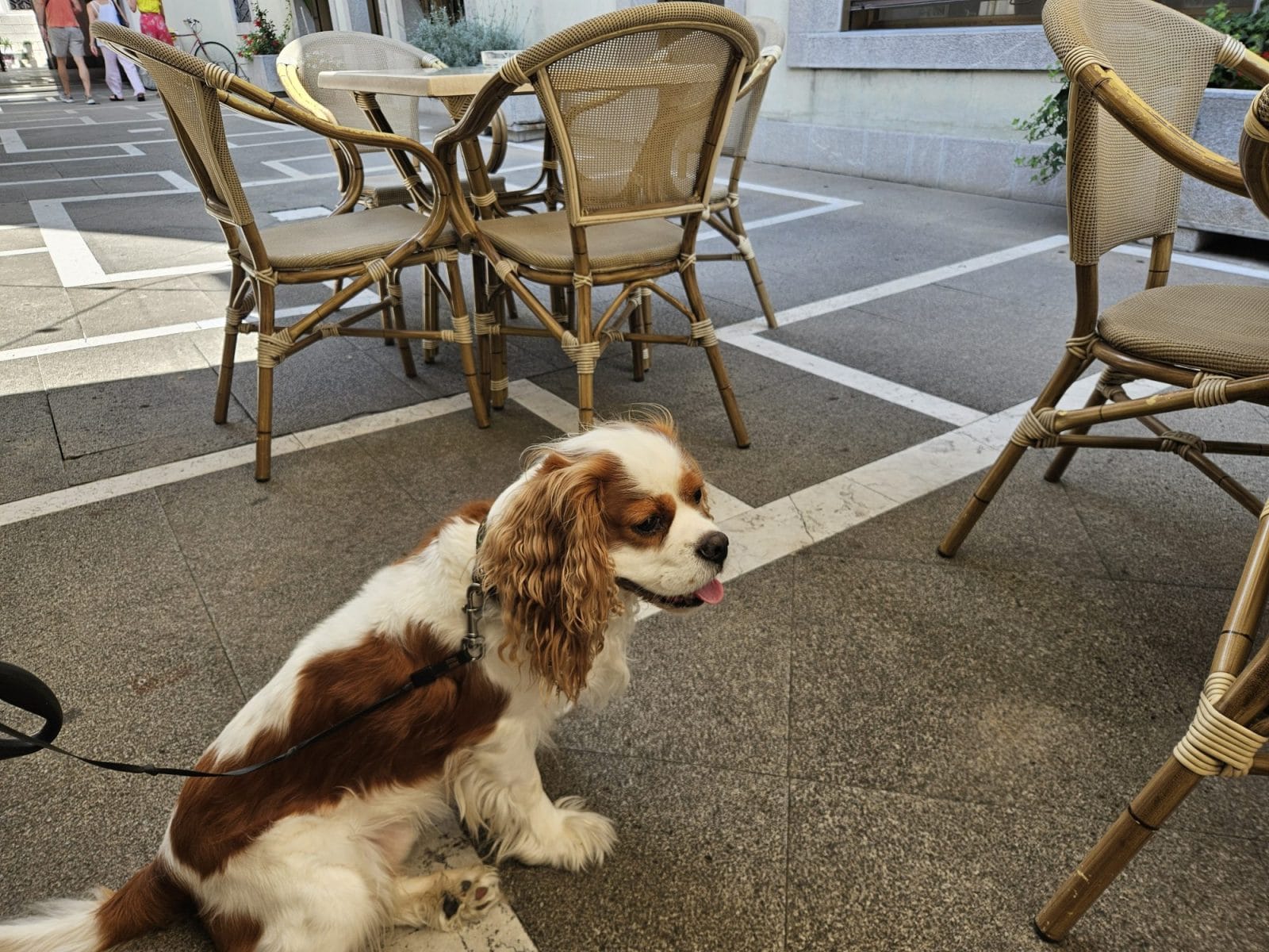 Diversamente Bistrot Dog Friendly