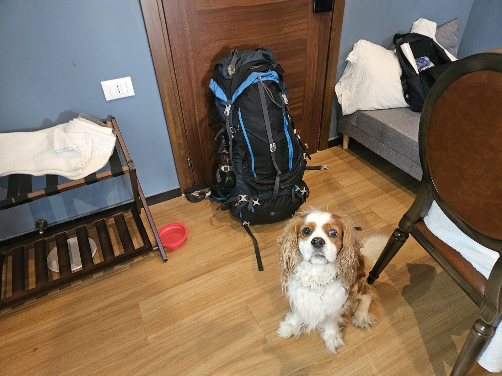 Dog Friendly Accommodation