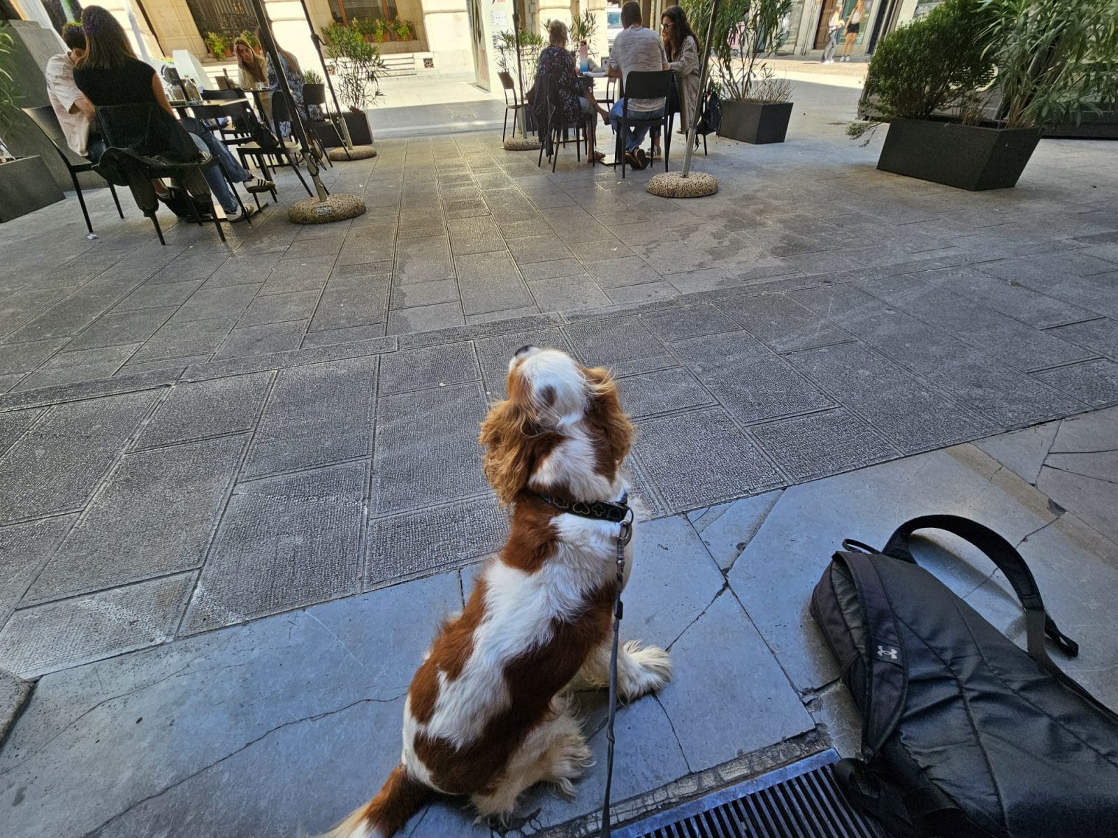 Dusci Via Lionello Dog Friendly