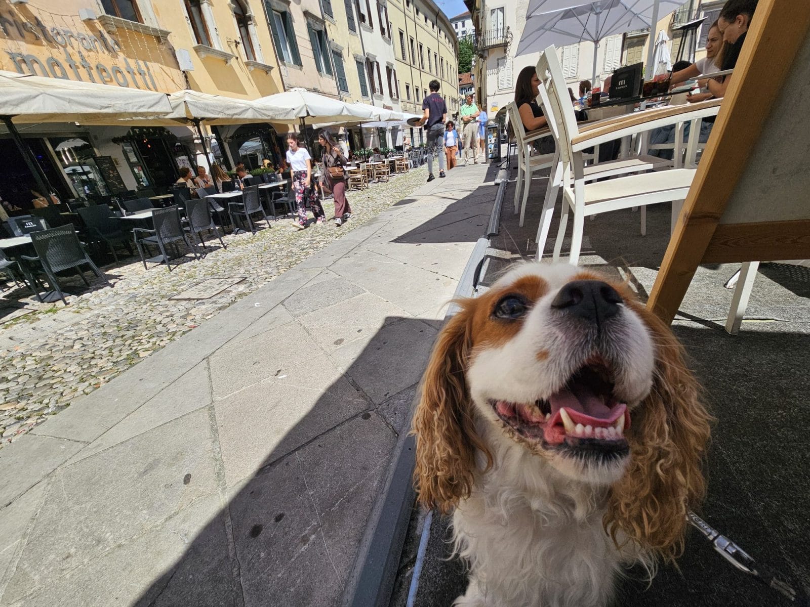 Il Matteotti Dog