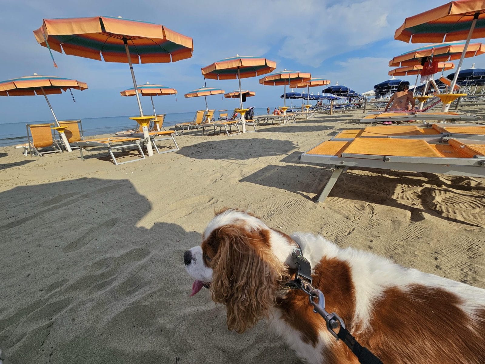 Single Fin Tuscany Dog Beach Henry
