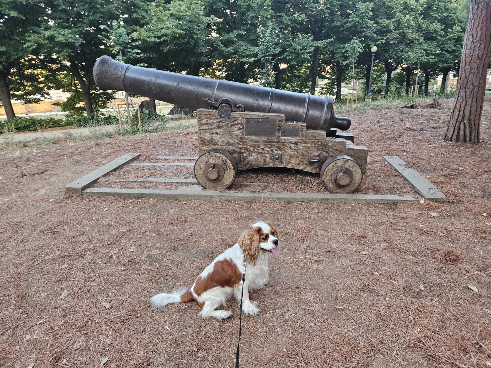 Cannone Francese