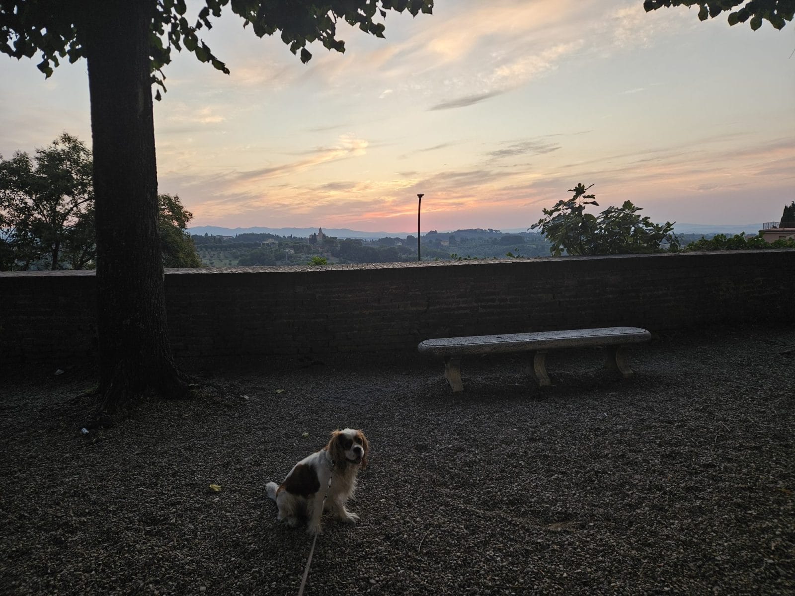 Viewpoint early in the morning with dog