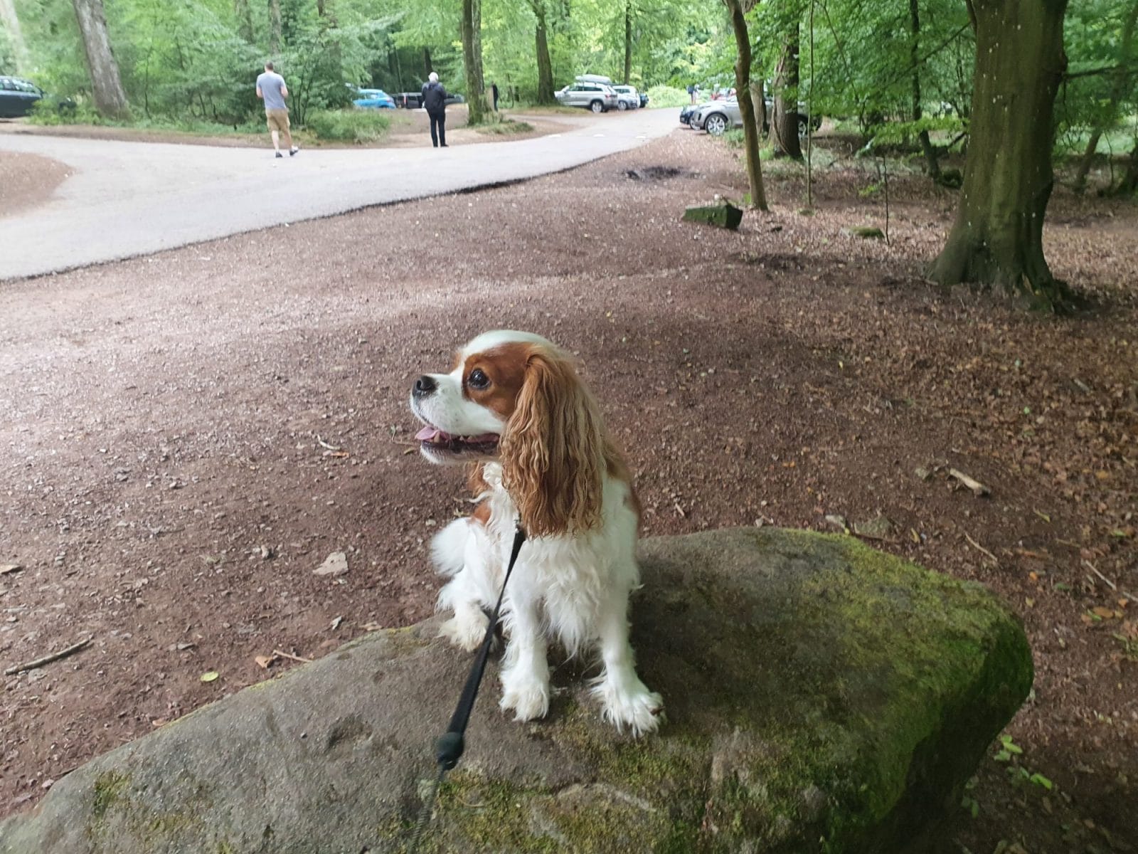Dog Symonds Yat