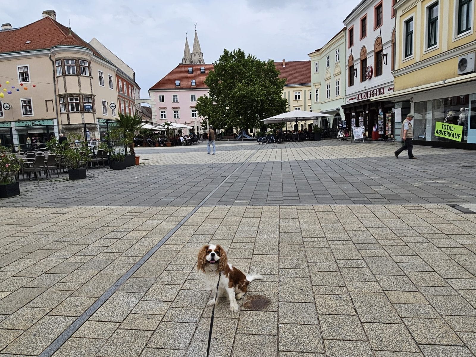 Wiener Neustadt Dog Walk