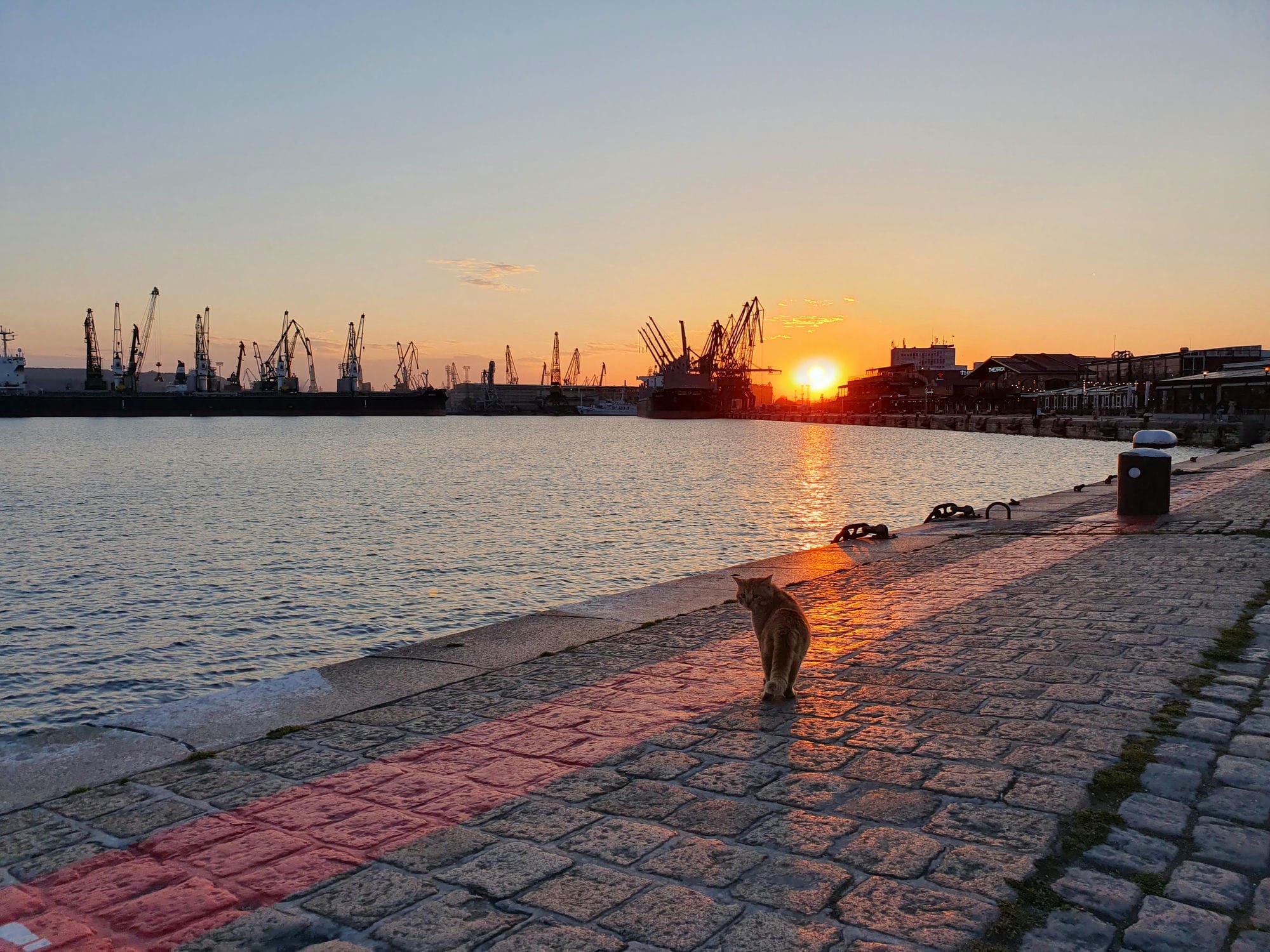 Cat Sunset