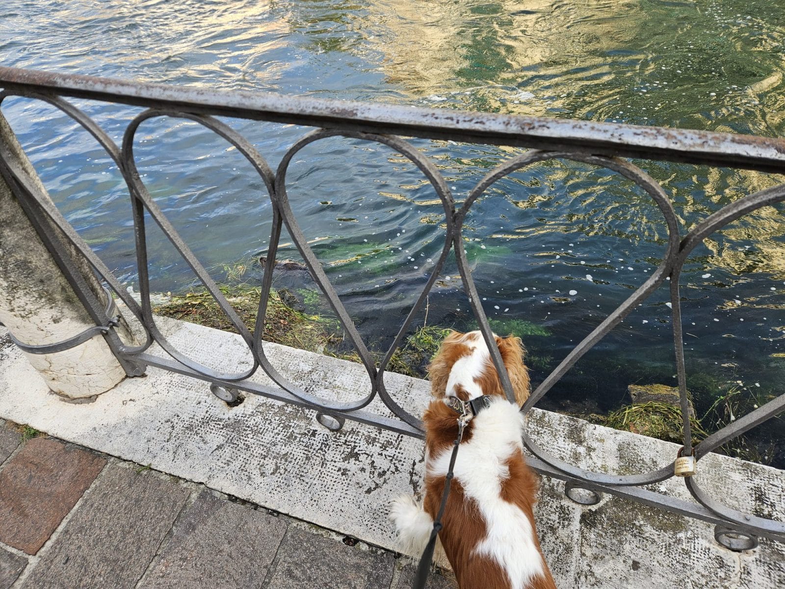 River Dog Walks