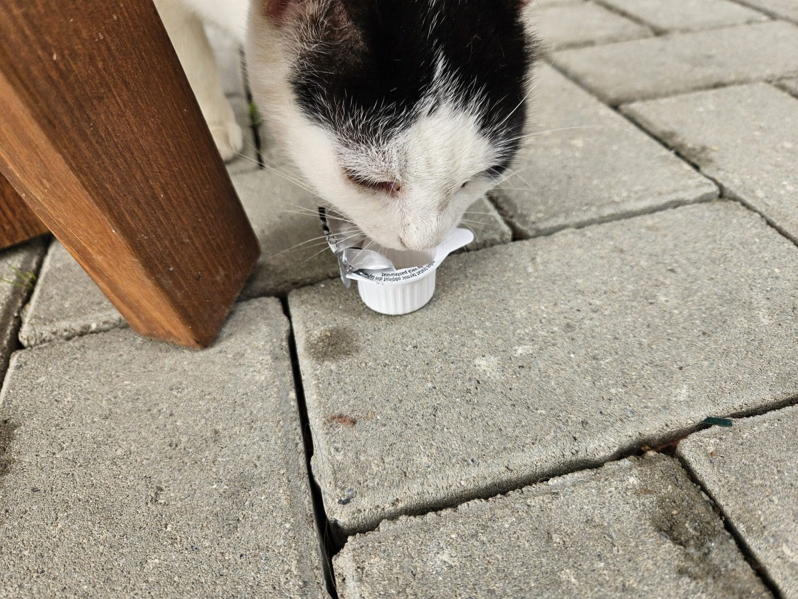 Cat Milk