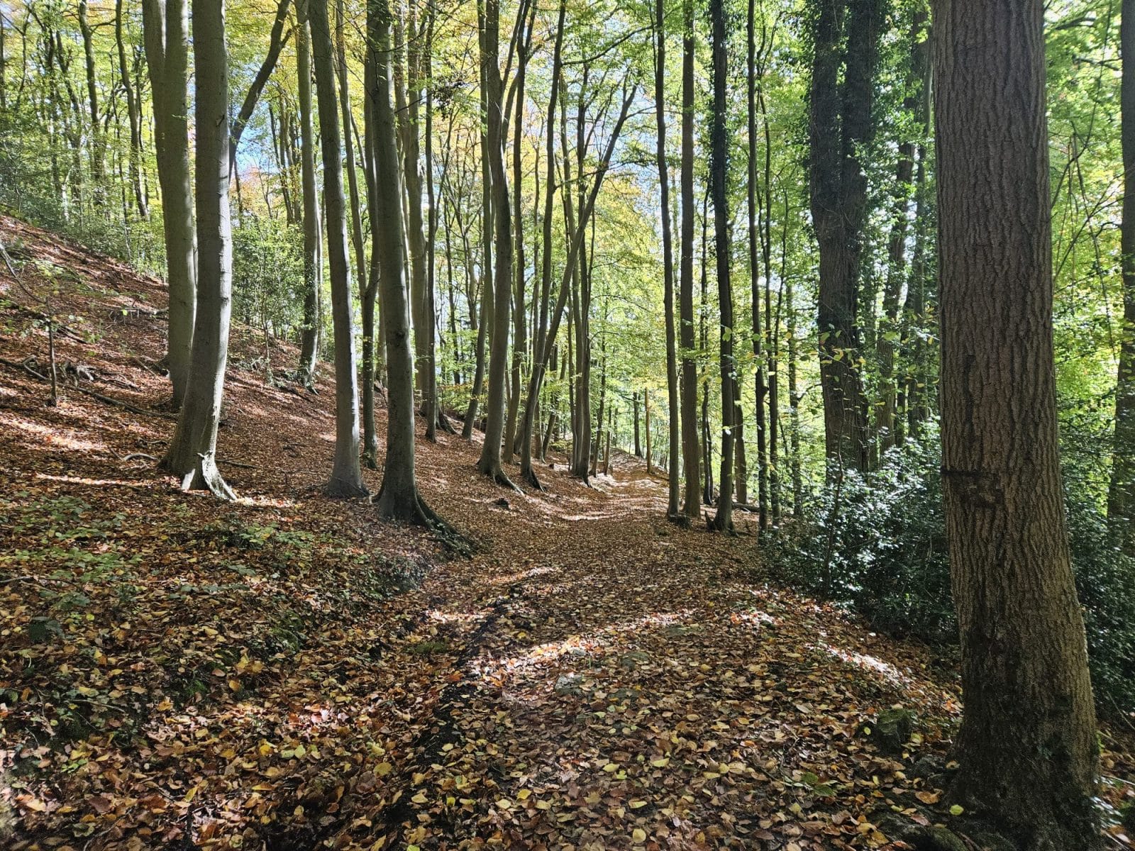 Edge Woods