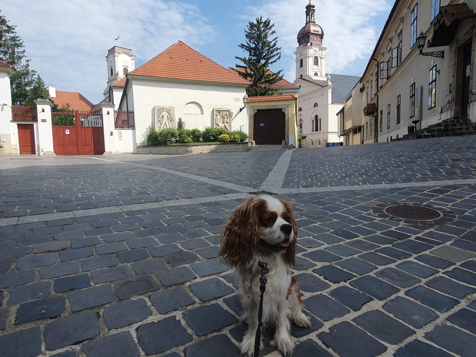 sightseeing dog walk