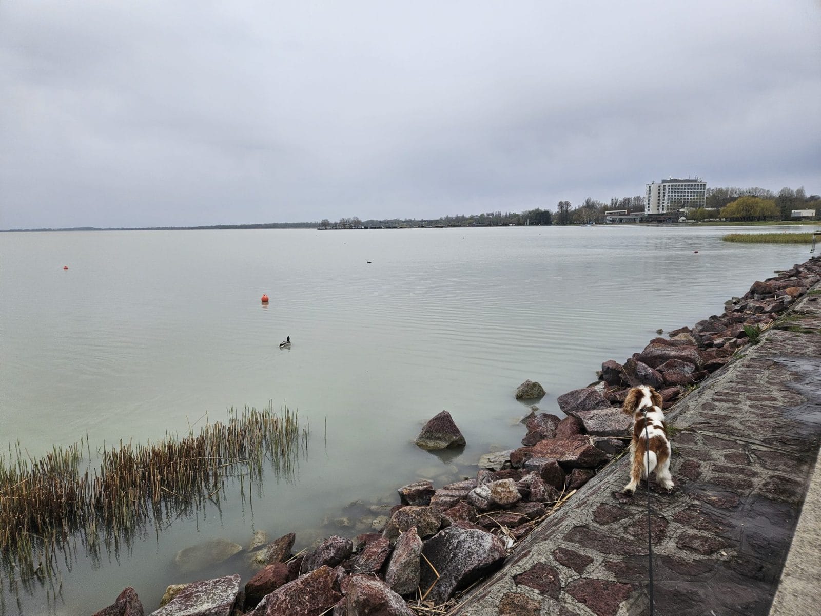 Balaton