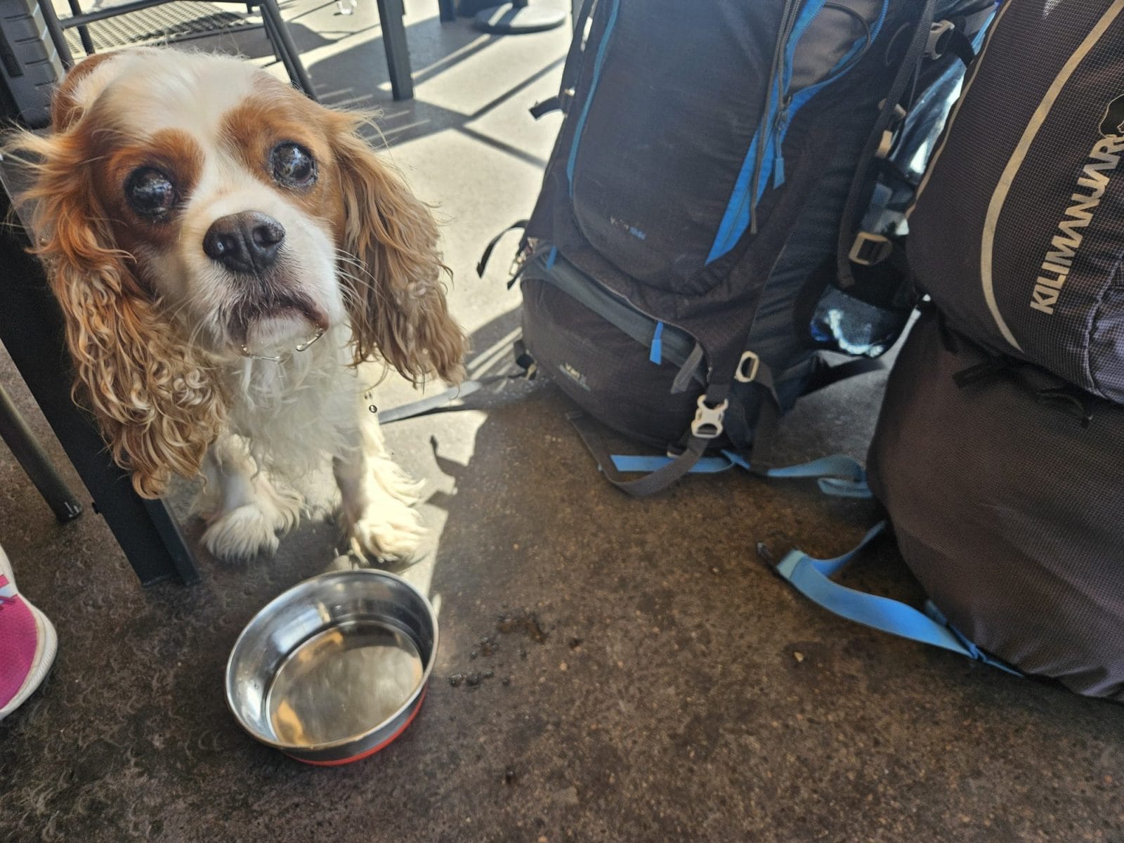 Budapest Coffee Shop With Dog