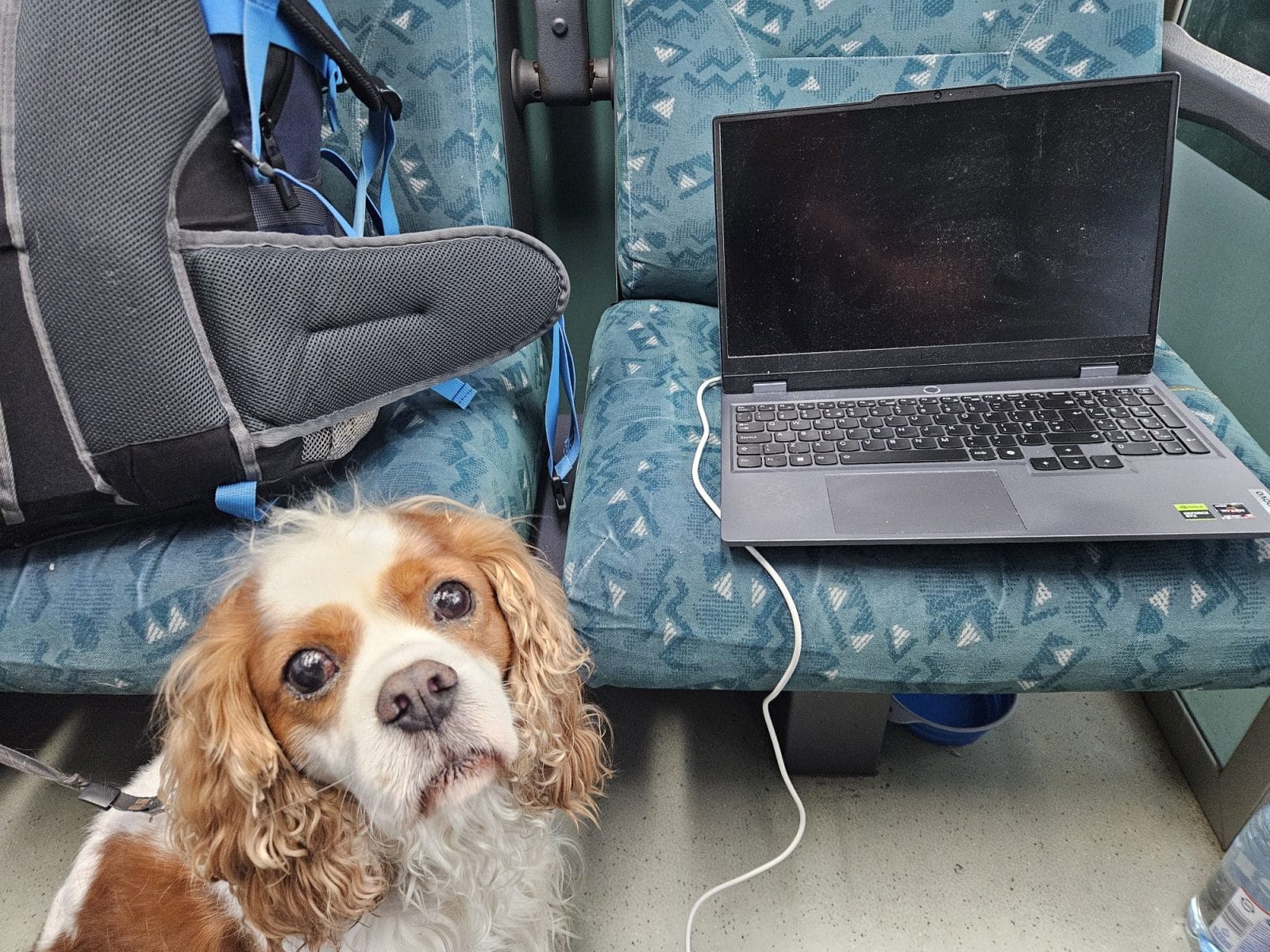 Dog and Laptop on train to Hungary