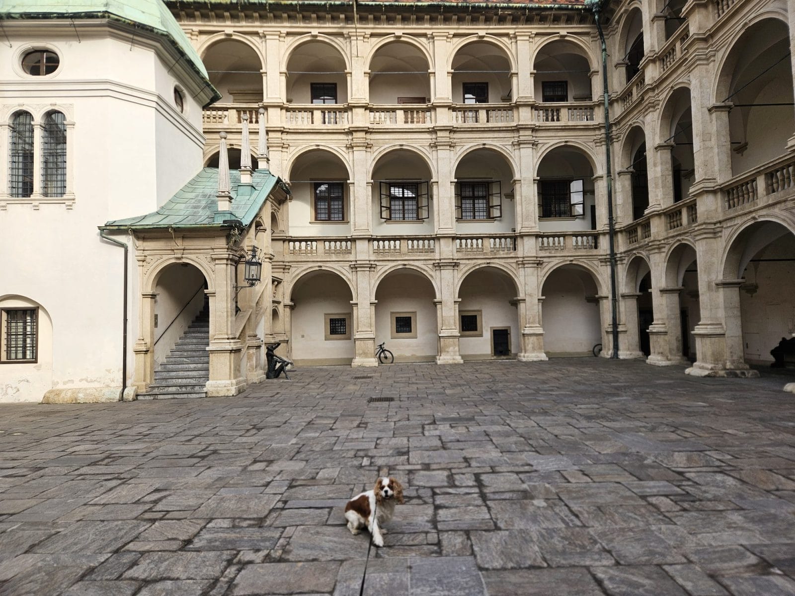 Graz Dog