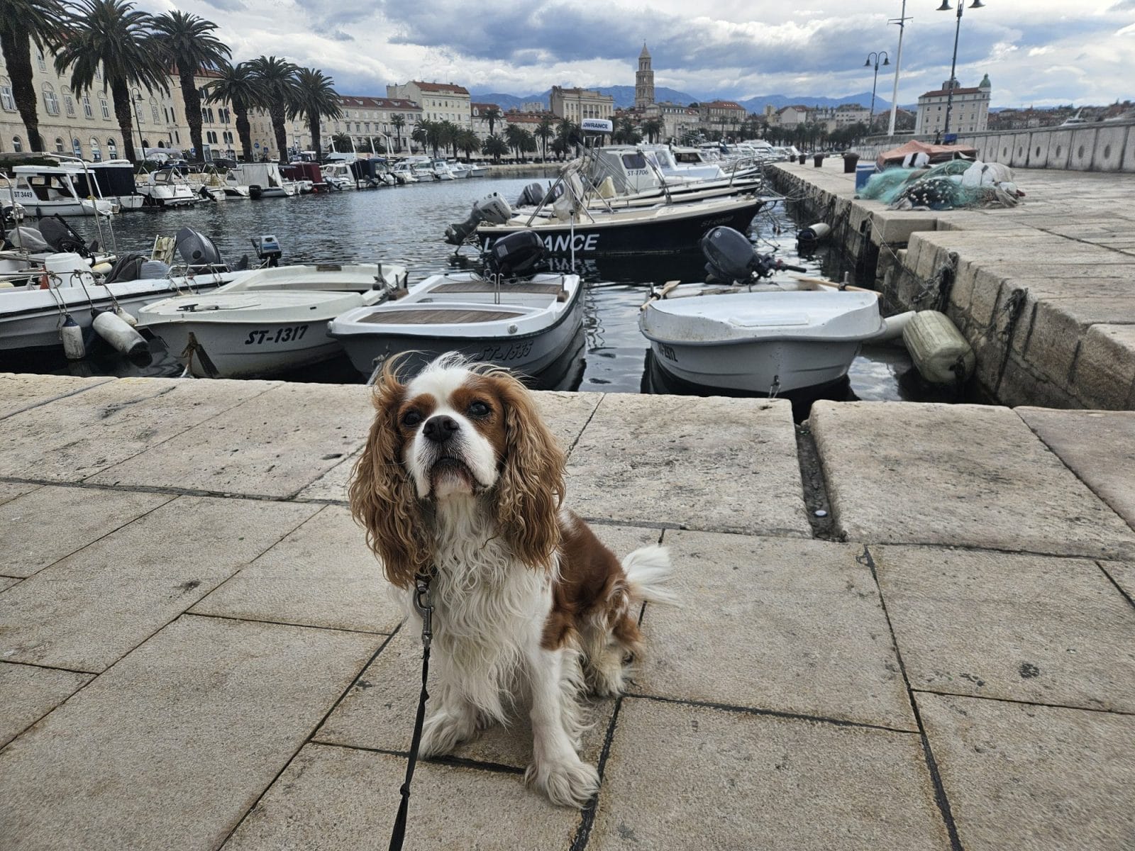 Split Dog Walk