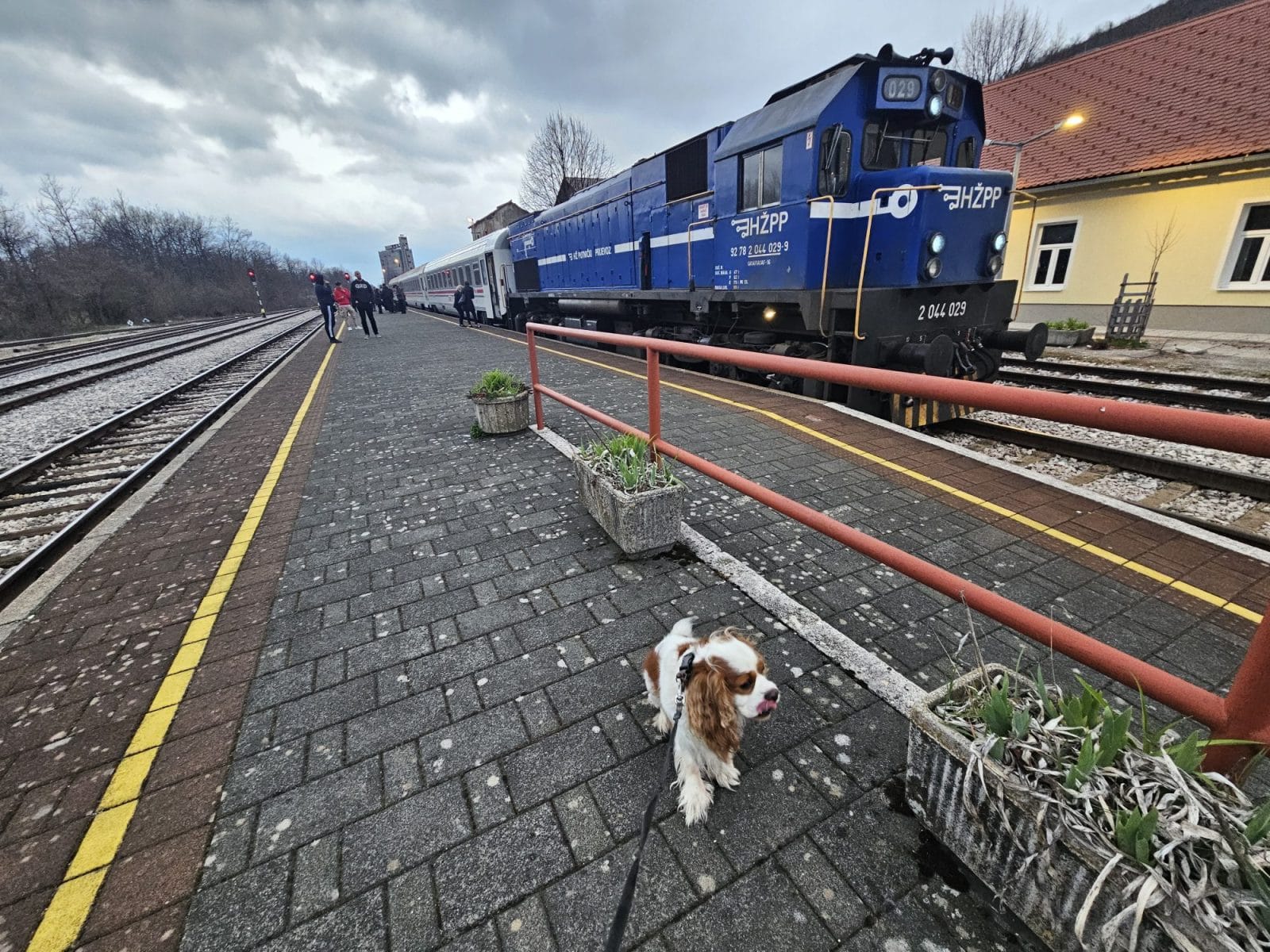 Train dog walk