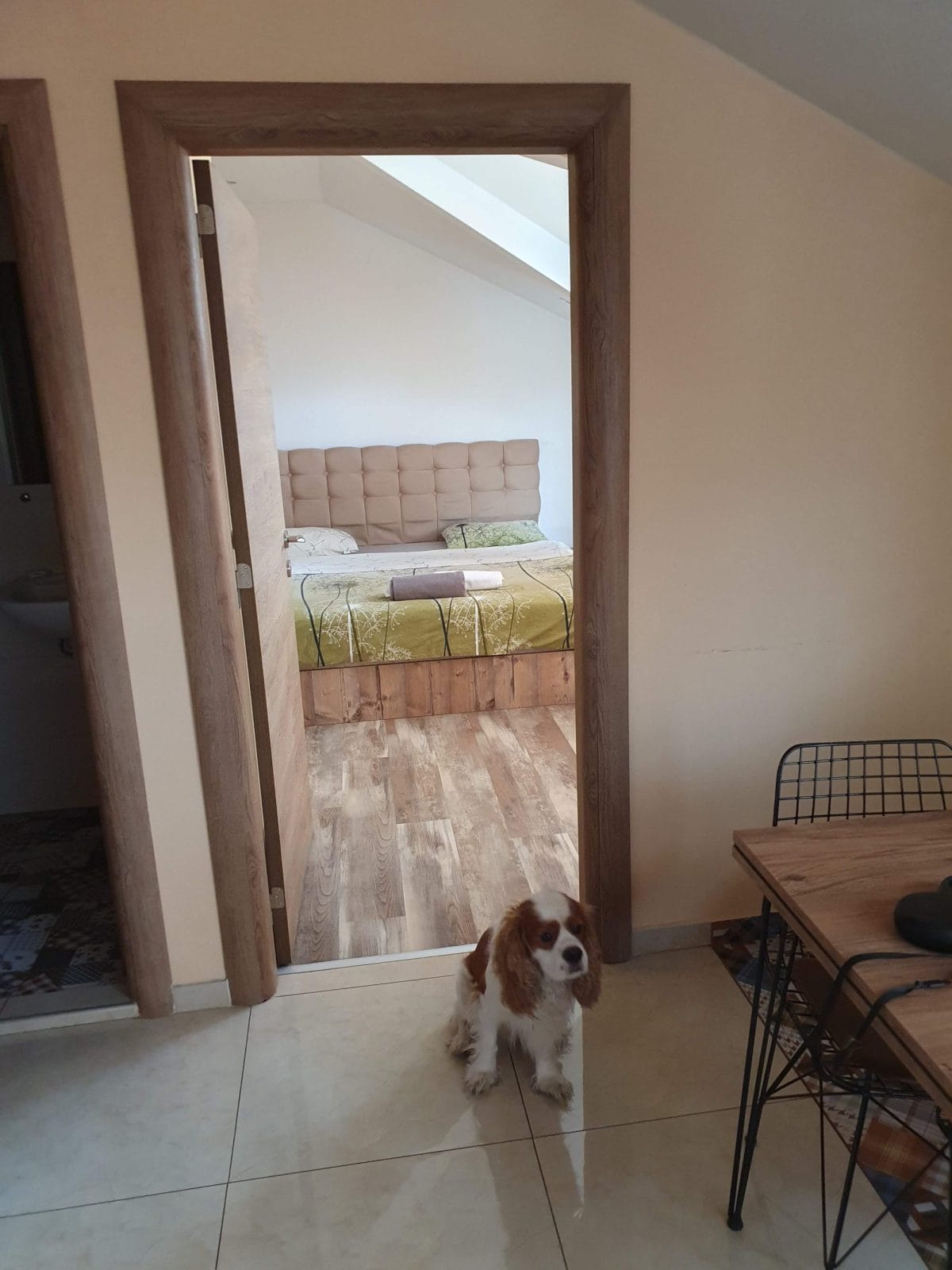 Dog Friendly Accommodation Plovdiv