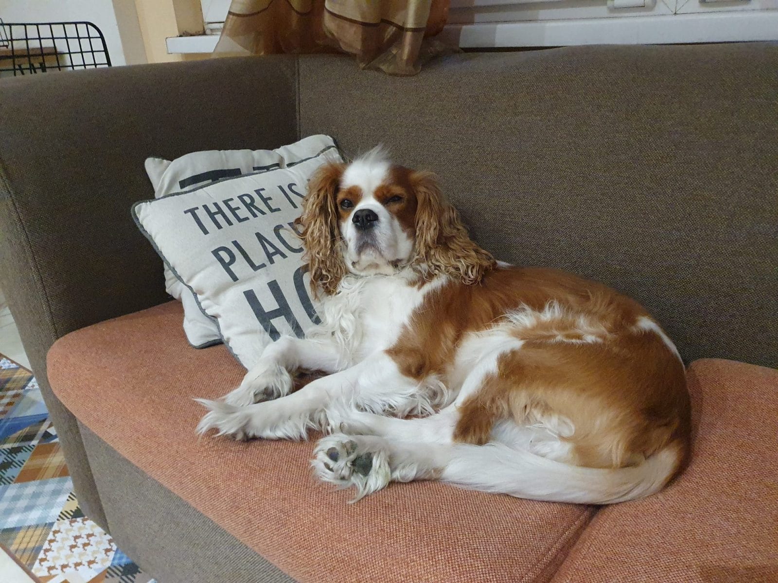Dog Friendly Apartment Plovdiv
