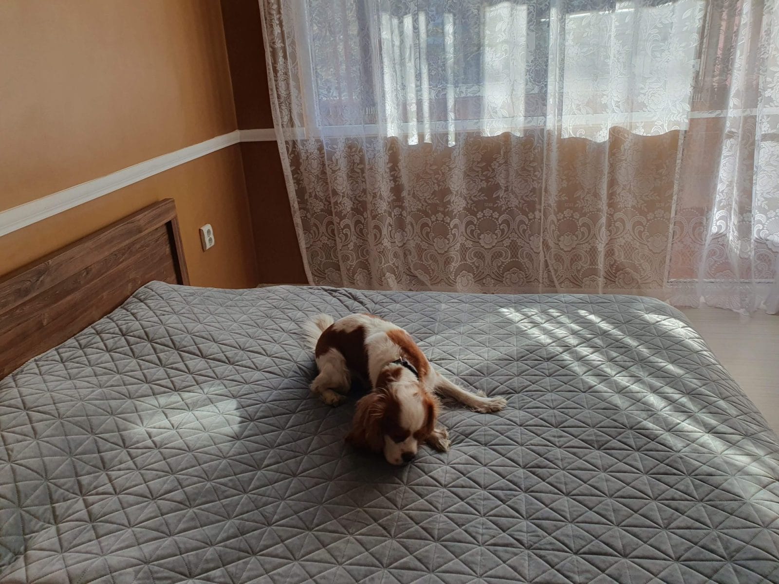 Dog Friendly Plovdiv