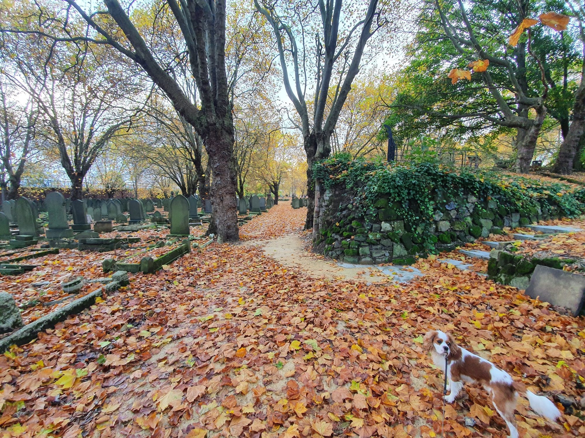 Dog walk Brookfied Cemetary