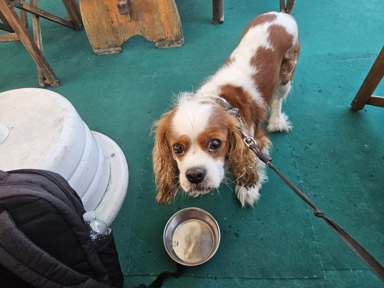 Rose&Crown pub dog