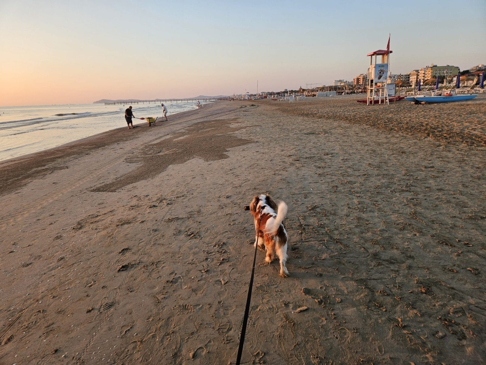 Sunrise dog walk