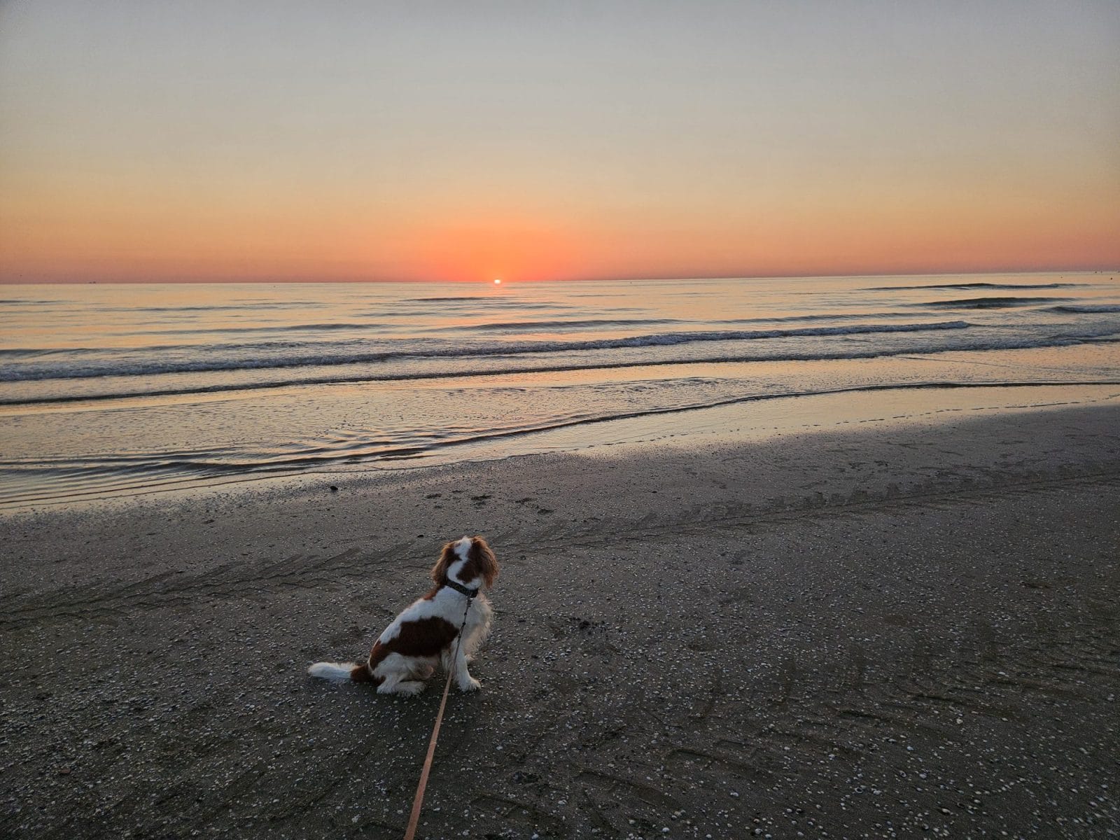 dog watching sunrise