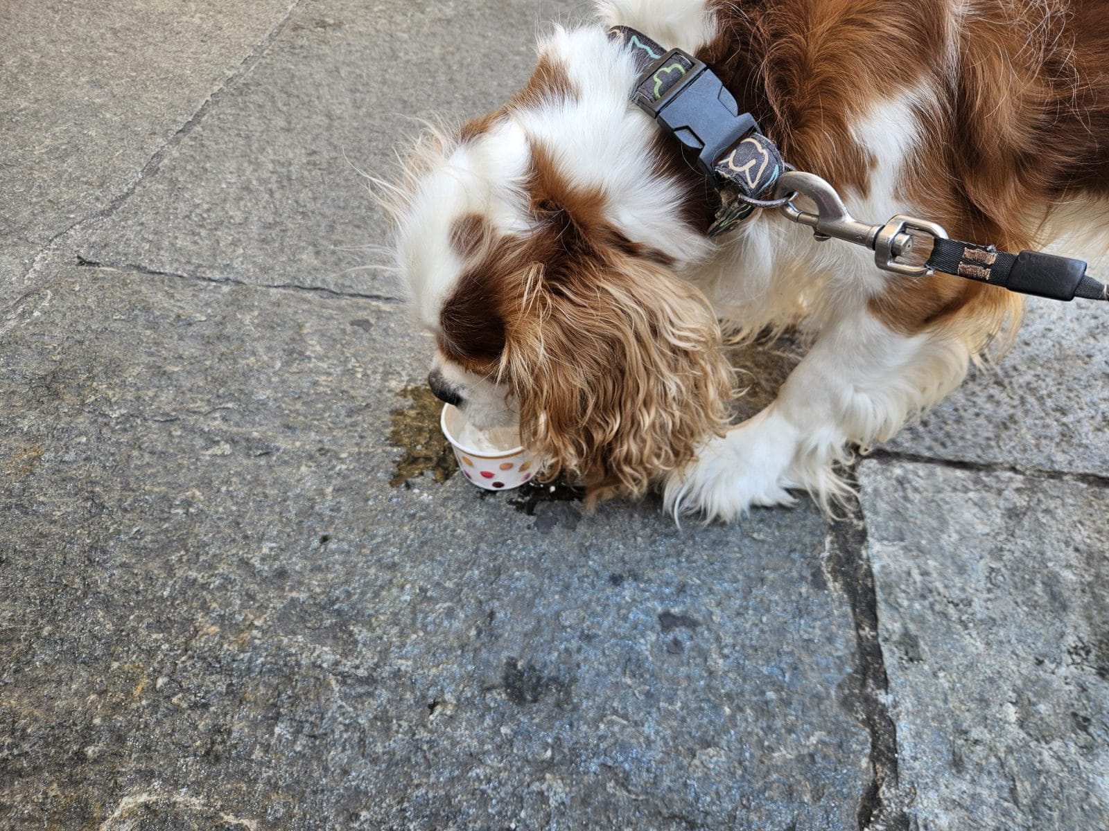 il Nazionale dog friendly
